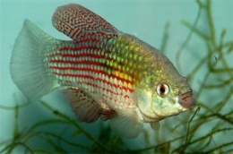 Pez bandera ameri-300x199.jpg