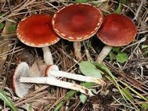 SStropharia aurantiaca.jpg