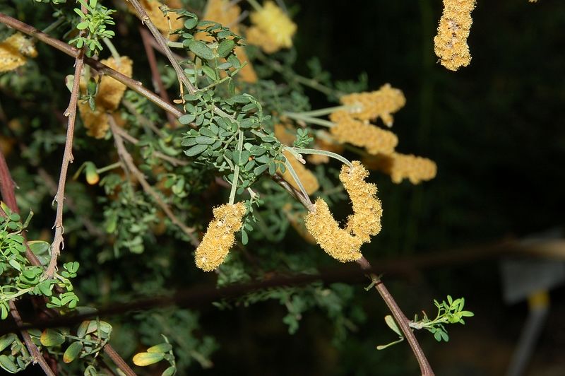 Archivo:Acacia drummondii 2.jpg