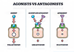 Agonista.png