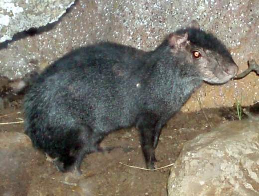 Ñeque - EcuRed