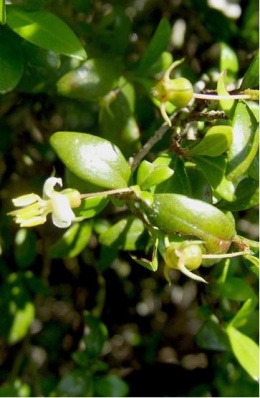 Calycogonium microphyllum.JPG