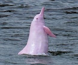 Delfin rosado.jpg