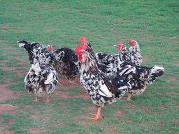 Gallina venda.jpg