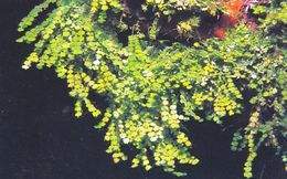 Halimeda goreaui.jpg