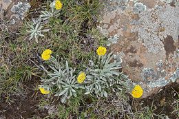 Helichrysum subglomeratum.jpg