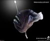 Melanocetus Johnsonii23.jpeg