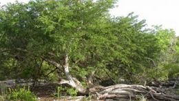 Acacia anegadensis.jpg