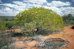 Acacia ligulata.jpg