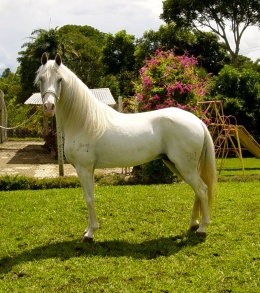 Caballo costarricense.JPG