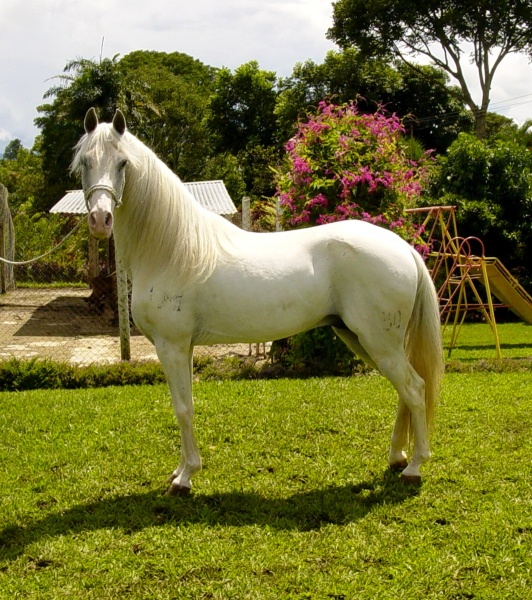 Archivo:Caballo costarricense.JPG