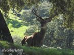 Fauna andujar2.jpg
