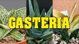 Gasteria.jpg