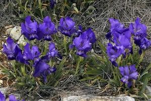 Iris lutescens1.jpg
