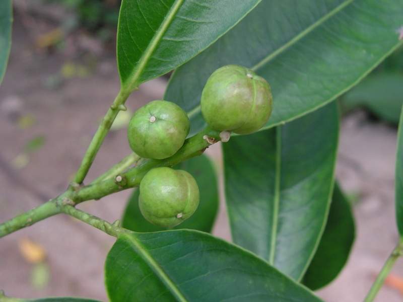 Archivo:Sapium glandulosum fruto.jpg