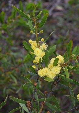 Acacia exudans.jpg
