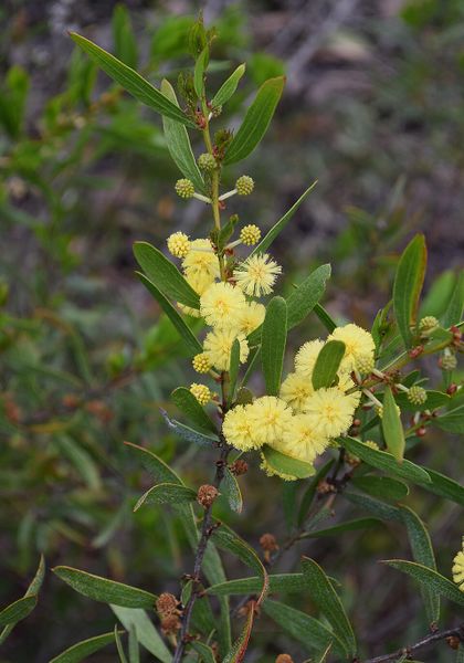 Archivo:Acacia exudans.jpg