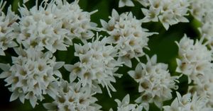 Ageratina-altissima.jpg