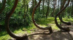 Arboles2.jpg