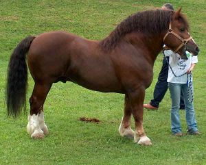 Caballos de tiro Italiano.JPG