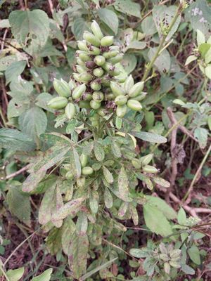 Crotalaria aculeata 4.jpg