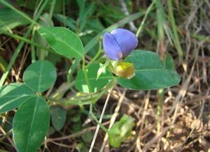 Crotalaria glaucifolia.jpg