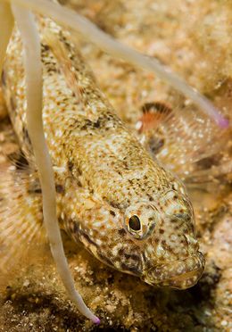 Gobius incognitus.jpg