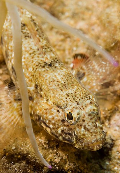 Archivo:Gobius incognitus.jpg