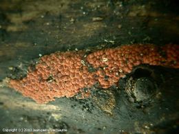 Hypoxylon rutilum.jpg