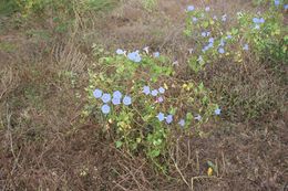 Ipomoea tricolor.jpg