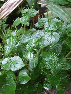 Peperomia-corazon-de-hombre.jpg