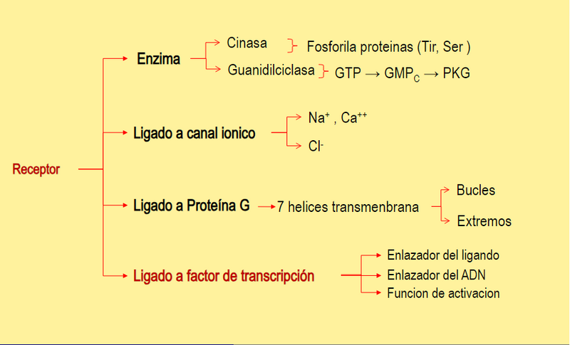 Archivo:Receptorfisiológico.png