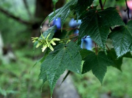 Aceraceae.JPG