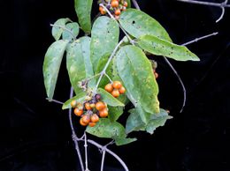 Aegiphila deppeana.jpg