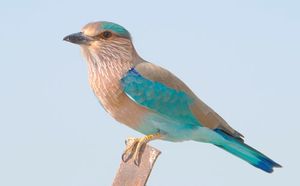 Carracaindia.jpg