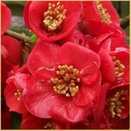 Chaenomeles-speciosa-flores.jpg
