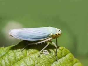 Cicadella.jpg