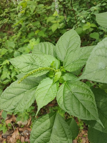 Archivo:Croton ynesae 1.jpeg