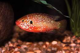 Hemichromis bimaculatus MI.jpg
