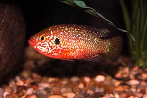Hemichromis bimaculatus MI.jpg