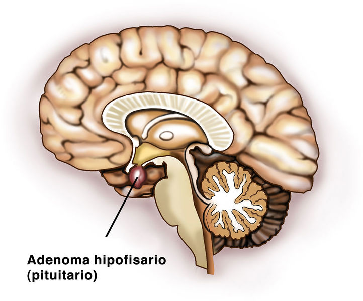 Archivo:Hipofisarios .jpg