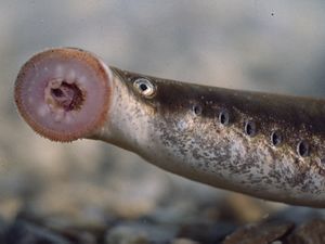 Lampetra fluviatilis.jpg