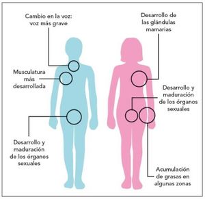 Madurez sexual.jpg