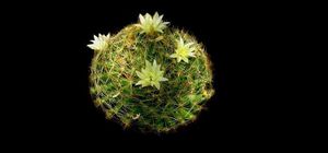 Mammillaria anniana.jpg