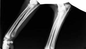 Panosteitis.jpg