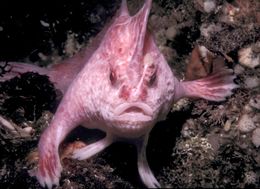 Resultado de imagen de pez rosado con manos