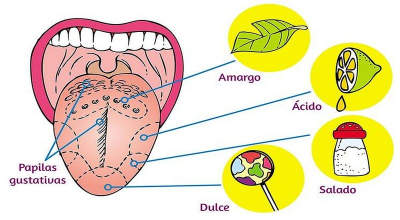 Archivo:Sentido del gusto.jpg