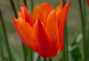 Tulipan ballerina 2597 6 600.jpg