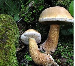 Tylopilus felleus.jpg