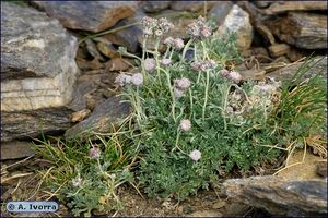 Artemisia granatensis1.jpg
